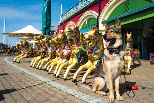 Brighton & Hove Calendar 2026 cover photo of a dog sitting beside colourful carousel horses on Brighton seafront in the sunshine